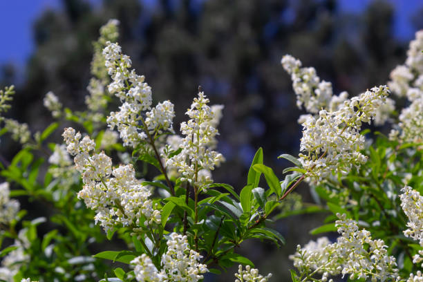 ligustrum vulgare ligustro selvatico europeo bianca pianta da fiore, gruppo di fiori profumati in fiore su rami arbustivi, foglie verdi - privet foto e immagini stock