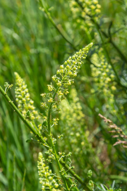 Selective focus of wild grass flower in meadow in spring, Reseda lutea or the yellow mignonette or wild mignonette is a species of fragrant herbaceous plant, Nature floral background Selective focus of wild grass flower in meadow in spring, Reseda lutea or the yellow mignonette or wild mignonette is a species of fragrant herbaceous plant, Nature floral background. reseda lutea stock pictures, royalty-free photos & images