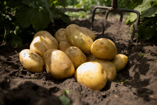 Freshly dug potatoes of a new crop lie on the ground in the sunlight stock photo