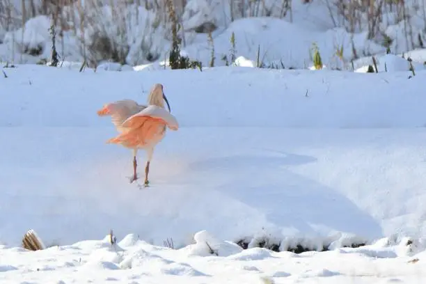 Crested ibis looking for food on the snow