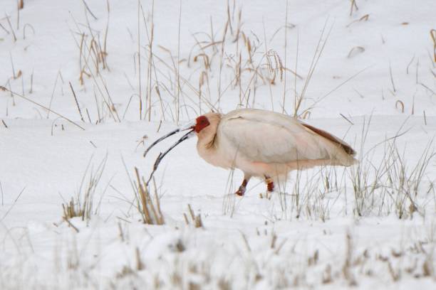 Crested ibis looking for food on the snow Crested ibis looking for food on the snow Sado stock pictures, royalty-free photos & images