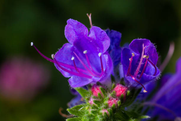 istock Echium vulgare, viper's bugloss, blueweed. Collect pollen in the meadow 1409887985