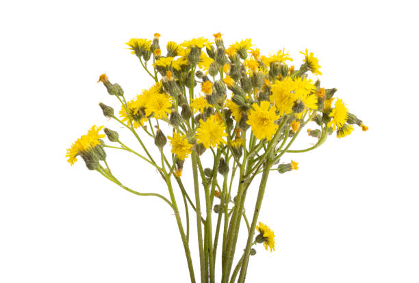 istock bouquet of meadow flowers isolated 1409888219