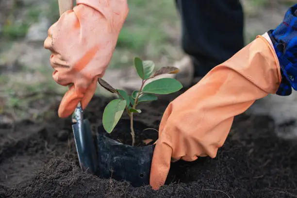 A man is planting a tree and so it grows. Increase oxygen in the air, save the world, save lives and plant trees to protect the environmental tree concept.