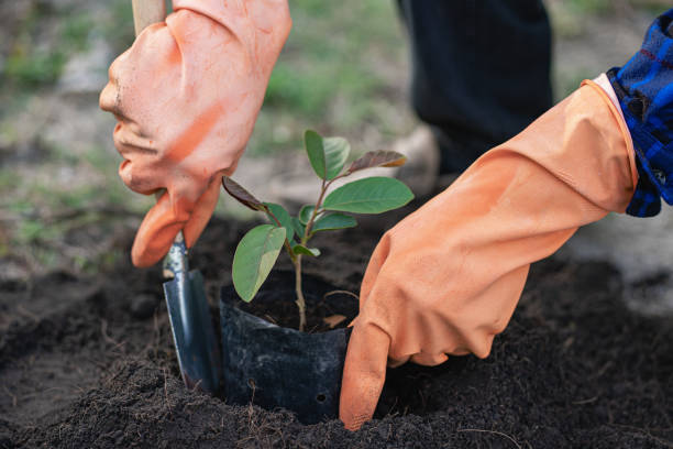 a man is planting a tree and so it grows. increase oxygen in the air, save the world, save lives and plant trees to protect the environmental tree concept. - magnoliophyta imagens e fotografias de stock