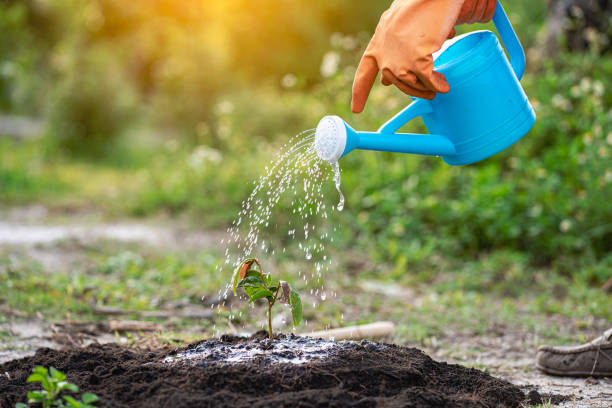istock A young man waters plants to help increase air oxygen and reduce global warming, save the world, save lives and plant tree ideas. 1409888289