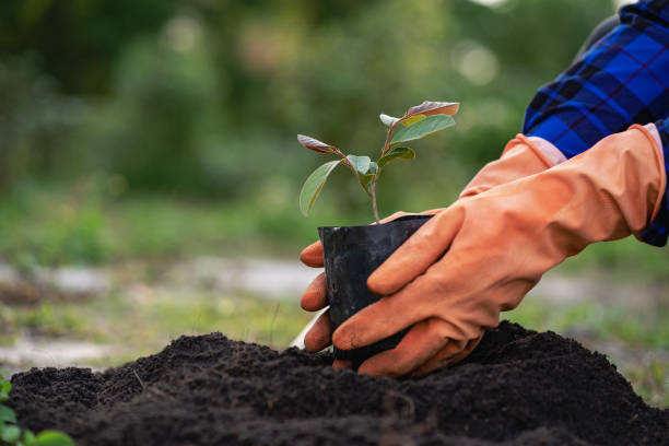 istock A man is planting a tree and so it grows. Increase oxygen in the air, save the world, save lives and plant trees to protect the environmental tree concept. 1409888347