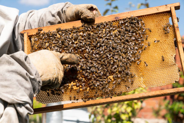 ミツバチ, 養蜂, ミツバチハニカム, ミツバチの卵, ミツバチカップ - bee honey bee single flower honey ストックフォトと画像