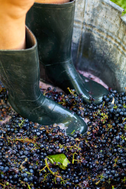 istock Crushing or press ripe grapes by fit in boots. 1409890992