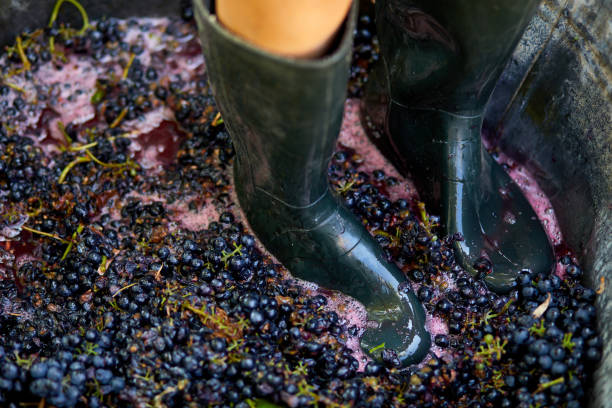 istock Crushing or press ripe grapes by fit in boots. 1409890995