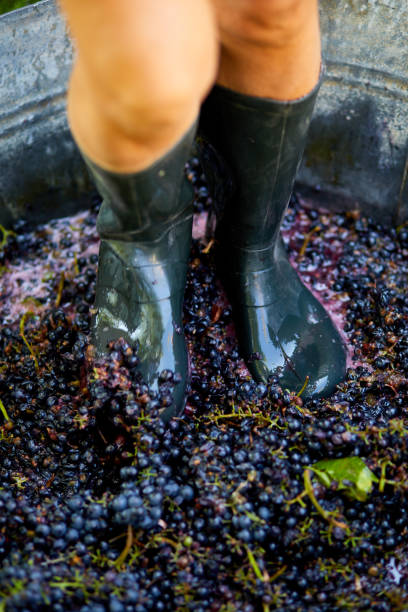 istock Crushing or press ripe grapes by fit in boots. 1409890996