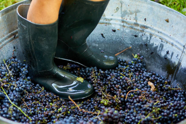 istock Crushing or press ripe grapes by fit in boots. 1409891012