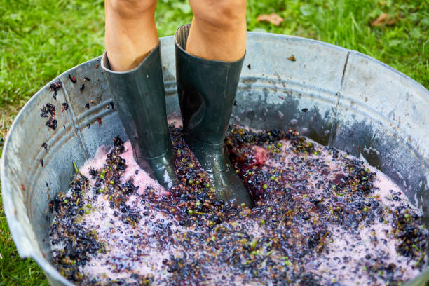 istock Crushing or press ripe grapes by fit in boots. 1409891024