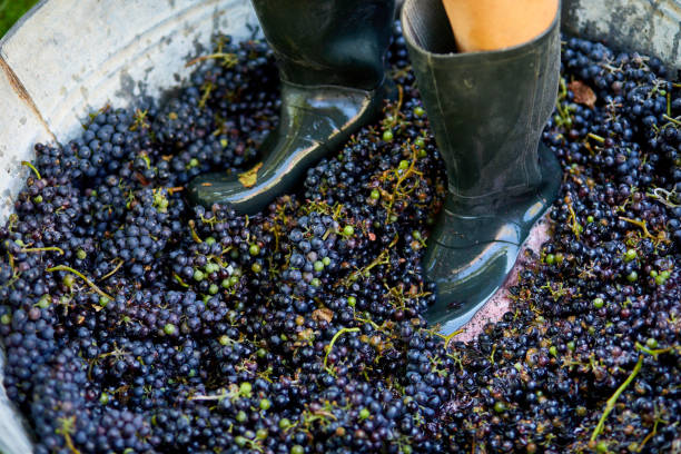 istock Crushing or press ripe grapes by fit in boots. 1409891026