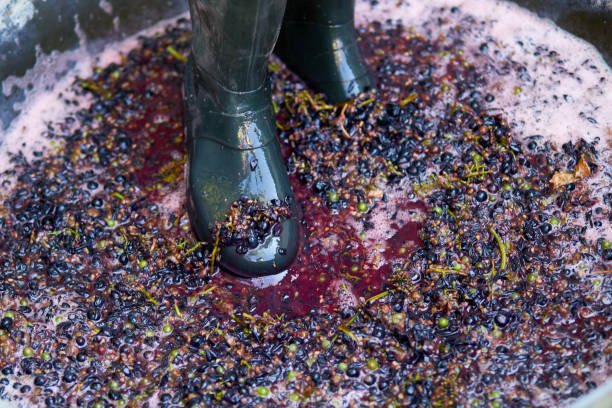 istock Crushing or press ripe grapes by fit in boots. 1409891035
