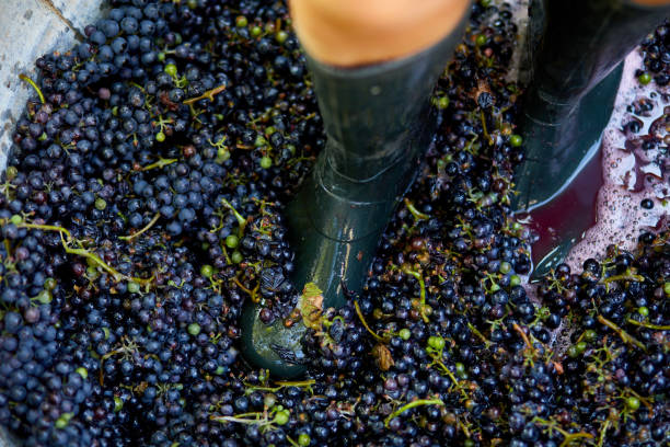 istock Crushing or press ripe grapes by fit in boots. 1409891040