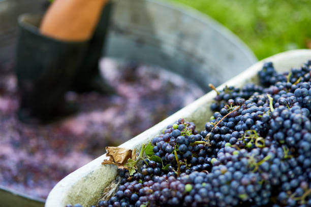 istock Crushing or press ripe grapes by fit in boots. 1409891041