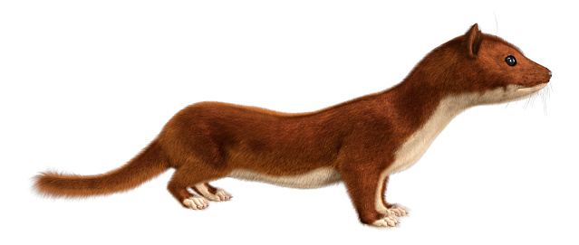 3D rendering of a brown weasel isolated on white background