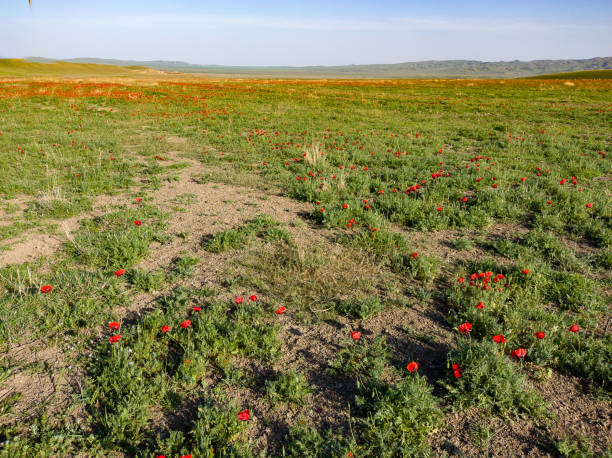 Red poppies field in georgia spring travel stock photo