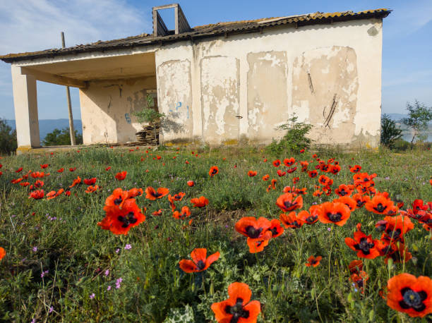 Red poppies and abandoned building in Georgia travel stock photo