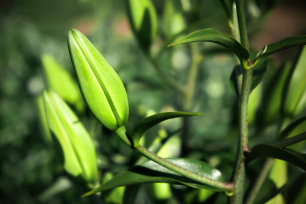 Beautiful lily bud with closed petals on blurred green background. Lilium flowers, close-up.