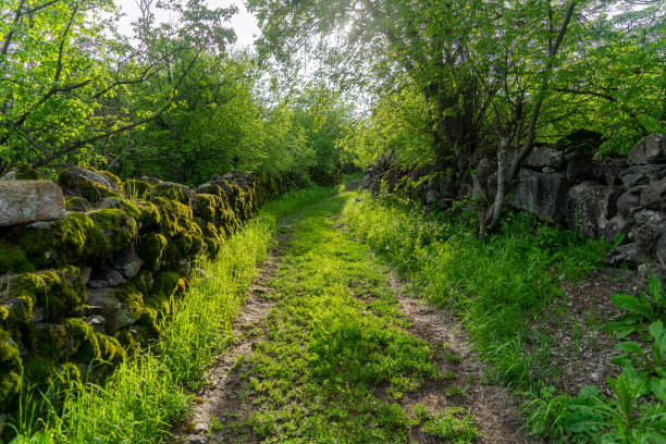 Ancient city street excavations in green nature stock photo