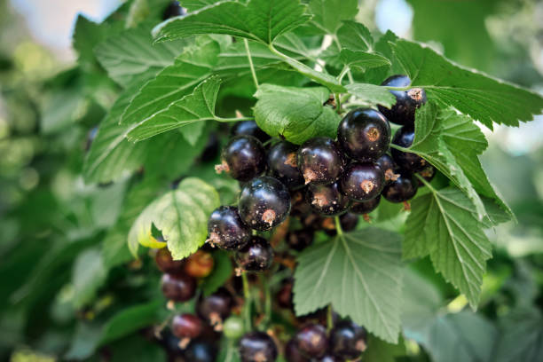 istock Black currant on green branch, close-up. 1409891848