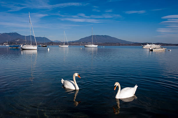 istock Swans and boats 140989194