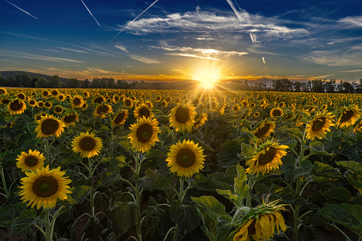 Sunflower field in front of a beautiful sunset.