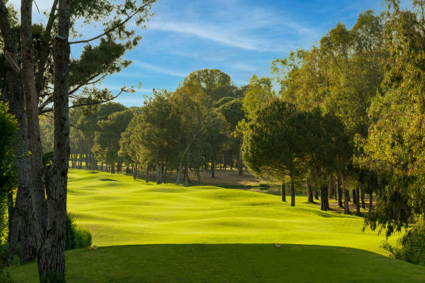 istock Golf field with fairway, lake and pine-trees 1409893814