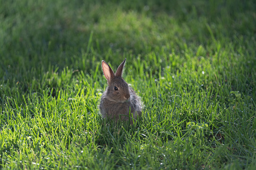 Baby bunny rabbit enjoying thick moist grass in the morning light in Colorado, western USA.