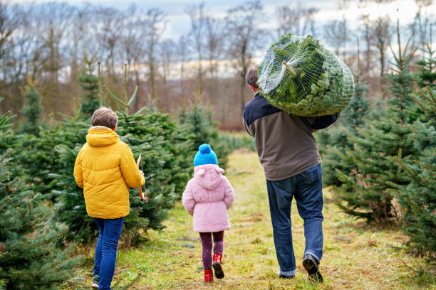 Happy family, man and two children with Christmas tree on fir tree cutting plantation. Preschool girl, kid boy and father choosing, cut and felling own xmas tree in forest, family tradition in Germany stock photo