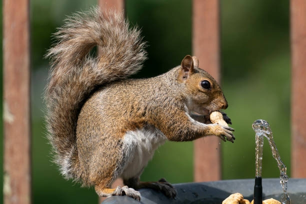istock A Squirrel finds a peanut in the bird bath 1409894772