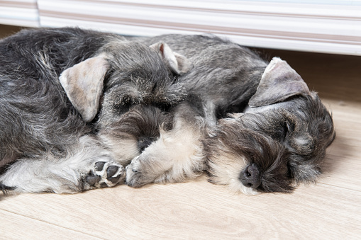 Two little miniature schnauzer puppies sleeping side by side on the floor. Bearded schnauzer puppies. Family of dogs. Tired dogs sleep.