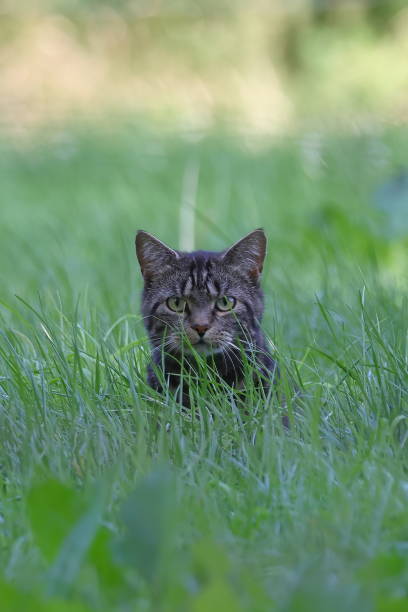 istock Cute cat in the long grass looking at the camera 1409898039