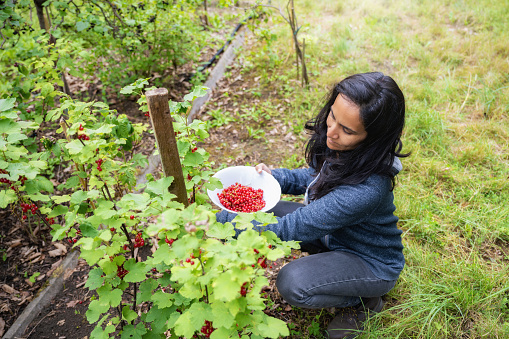 high angle view on woman crouching in garden for harvesting garnet berry