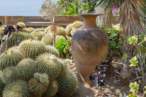 Cactaceae of different species in a garden in Imperia province, Italy