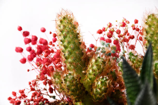 succulent terrarium - 11315 imagens e fotografias de stock