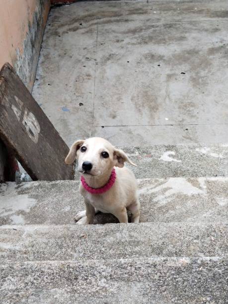 istock Puppy on stairs 1409900216