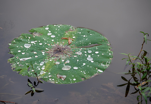 Weeds and a single lily pad leaf on top of an Arkansas pond. Makes a good graphic for advertising pond management. Bokeh.