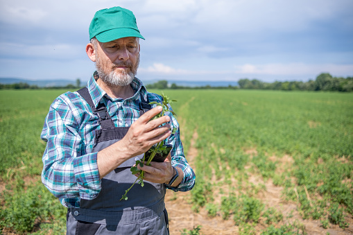 Farmer in gray overalls, green plaid shirt, green hat, holding alfalfa stalk and smartphone in hands in alfalfa field. He examines the alfalfa stalk carefully.