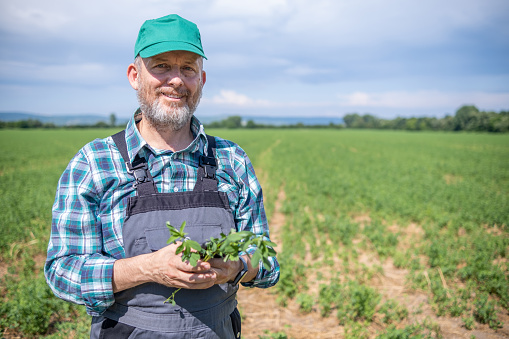 Cheerful farmer in gray overalls, green plaid shirt, green hat and alfalfa stalk in hands in alfalfa field. He is looking at camera and smileng.