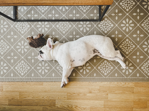 French Bulldog lying on the floor, exhausted by summer heat wave