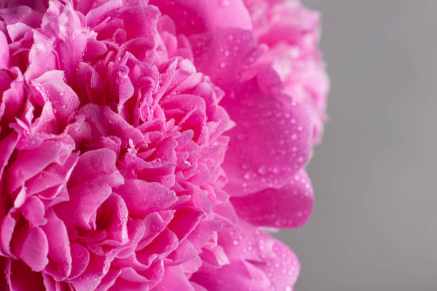 istock Floral background, pink peony flower close-up. Selective focus 1409900551