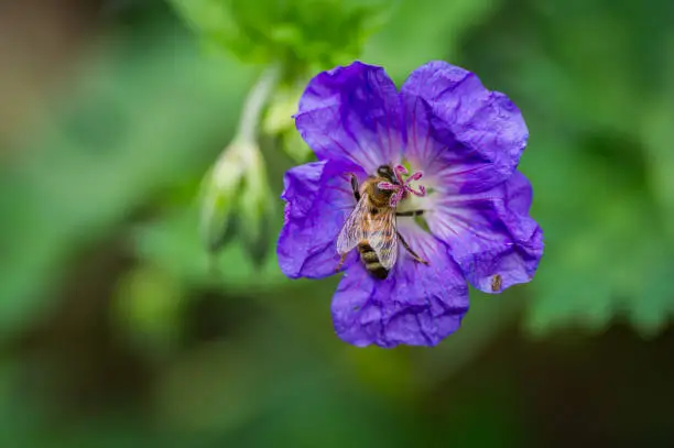 Close up photo of bee pollinating purple Geranium Rozanne flower.  Shot in July in the United Kingdom.