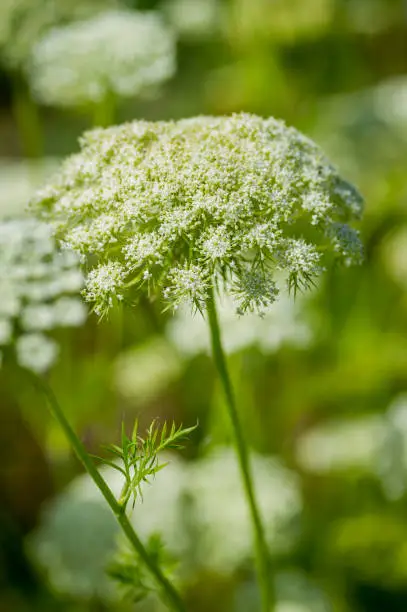 Cow parsley, Anthriscus sylvestris, is a familiar summer sight in hedgerows, woodlands and along roadsides in the United Kingdom.  The white umbel flowers appear in late spring through to summer, before dying back.  It is a member of the carrot family.