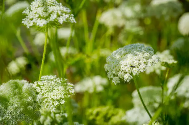 Cow parsley, Anthriscus sylvestris, is a familiar summer sight in hedgerows, woodlands and along roadsides in the United Kingdom.  The white umbel flowers appear in late spring through to summer, before dying back.  It is a member of the carrot family.