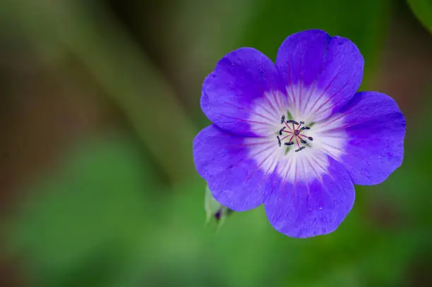 Close up photo of single flower of geranium Rozanne.