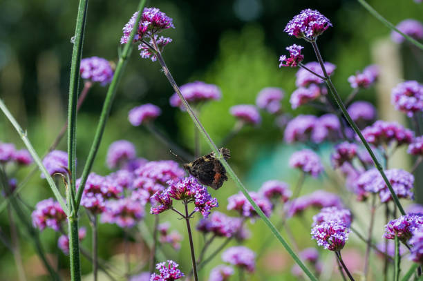Verbena bonariensis is a tall herbaceous perennial plant with sparse leaves and clusters of purple flowers.  Flowering lasts from spring through to autumn and are attractive to bees, insects and butterflies.