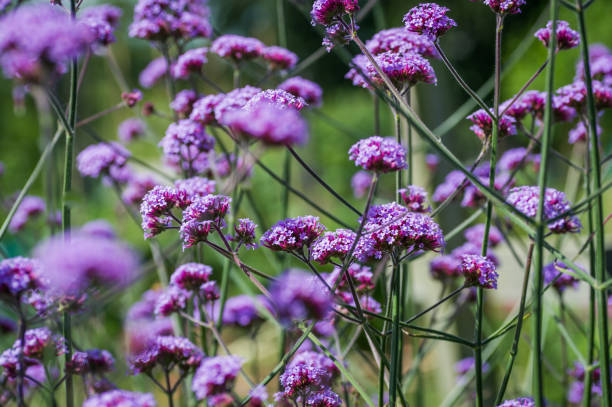 istock Purple verbena flowers 1409900742